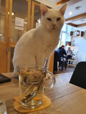 😻 at Katzencafe Miezhaus in Bielefeld