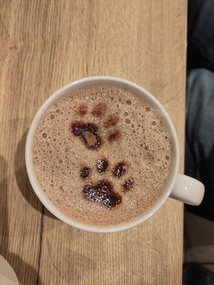  at Katzencafe Miezhaus in Bielefeld