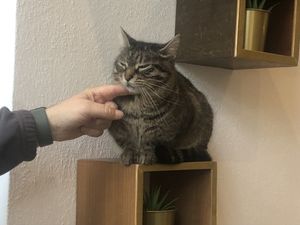   at Katzencafe Miezhaus in Bielefeld