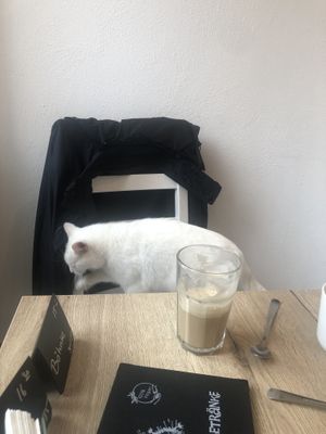   at Katzencafe Miezhaus in Bielefeld