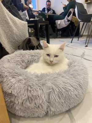 Cat  at Katzencafe Miezhaus in Bielefeld