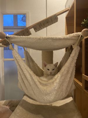 More cat  at Katzencafe Miezhaus in Bielefeld