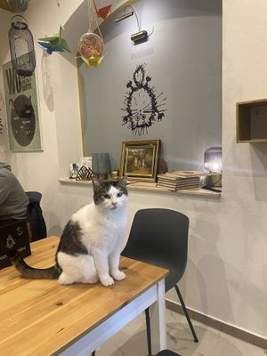 Lea  at Katzencafe Miezhaus in Bielefeld