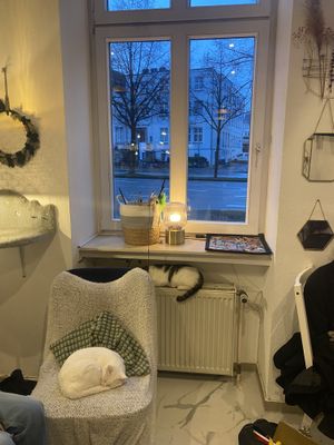 Cats!  at Katzencafe Miezhaus in Bielefeld