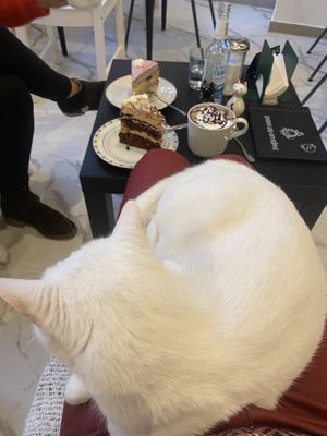 Felix   at Katzencafe Miezhaus in Bielefeld