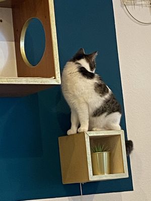   at Katzencafe Miezhaus in Bielefeld