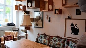 inside view at Katzencafe Miezhaus in Bielefeld