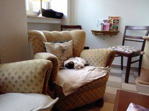 Some cats live at the café. They have their own space where none of the guests can go, but whenever the cats like they may join the guestroom. at Katzencafe Miezhaus in Bielefeld