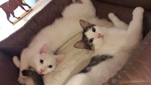 Lea and Felix cuddling  at Katzencafe Miezhaus in Bielefeld