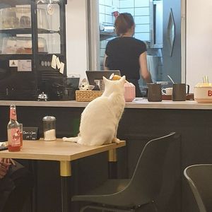  at Katzencafe Miezhaus in Bielefeld