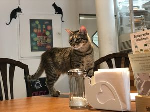 check the guests at Katzencafe Miezhaus in Bielefeld