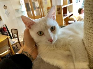 mr. white at Katzencafe Miezhaus in Bielefeld