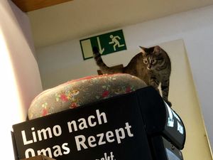 kitty cat at Katzencafe Miezhaus in Bielefeld