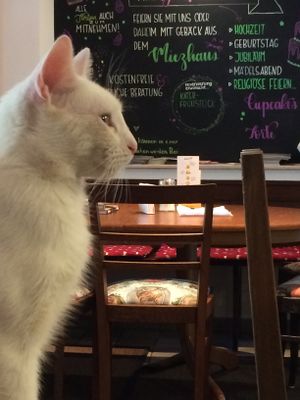 One of the five  at Katzencafe Miezhaus in Bielefeld