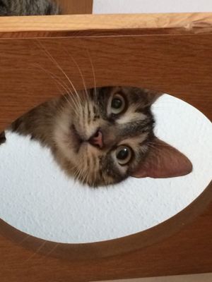   at Katzencafe Miezhaus in Bielefeld