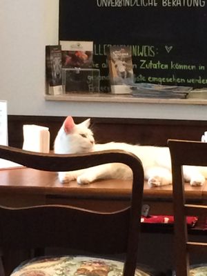   at Katzencafe Miezhaus in Bielefeld
