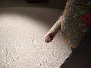 Lea  at Katzencafe Miezhaus in Bielefeld