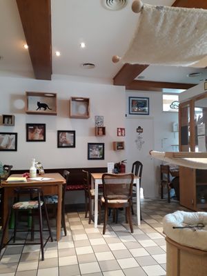 The cosy look at Katzencafe Miezhaus in Bielefeld