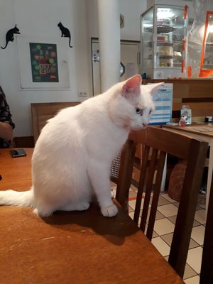 Cat ♡ at Katzencafe Miezhaus in Bielefeld