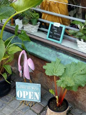 Dogs and Flamingos are welcome at Hoppipolla Yoga Cafe in Lund