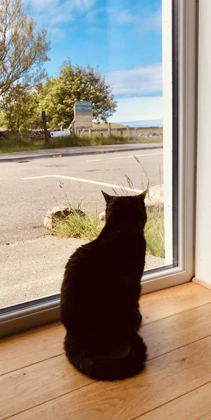 House cat at Cocoa Mountain in Durness