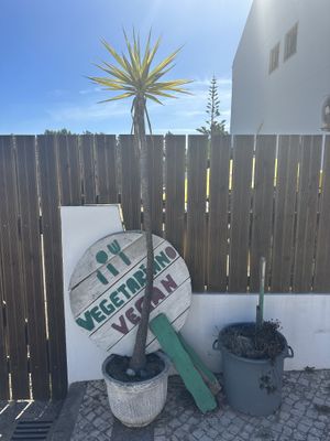 Veg & Vegan   at Gaia Loja Restaurante in Rogil