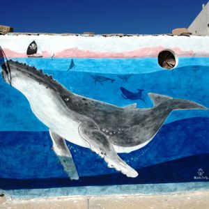 Our Humpback whale mural.
We actively support Sea Shepherd, or world's largest ocean based conservation organisation. at Marine Garden Camp in Dahab