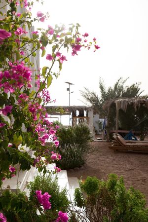 Our garden. at Marine Garden Camp in Dahab