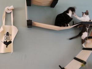 Inhabitants of Cat café "Ditjes & Katjes". at Kattencafé Ditjes & Katjes in The Hague