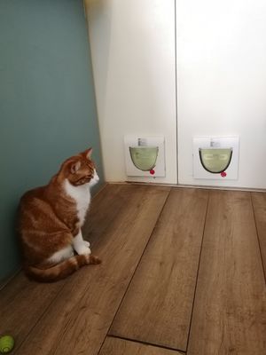 Inhabitants of Cat café "Ditjes & Katjes". at Kattencafé Ditjes & Katjes in The Hague