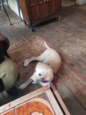 Fantastic food, service and puppy-approved! Highly recommended 😊 at Loves Cafe in Weston-super-mare