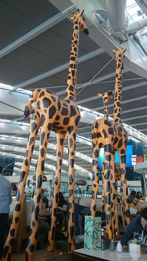 The Giraffe at LHR - Giraffe - T5 in West London