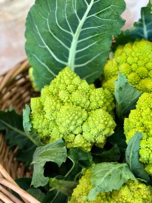 Organic Romanesco at Vincent's Eco Farm in Zebbieh