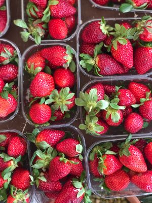 Organic fresh strawberries at Vincent's Eco Farm in Zebbieh