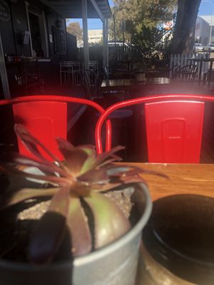 Sweet outside area with cute succulents on the table at The Treehouse Cafe in Ulladulla