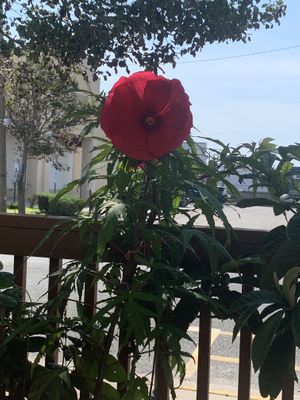 Gorgeous View While Dining  at Stella's Cafe in Wildwood