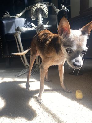 Doggo Stole a Vegan 🌱 Donut Hole (Gifted w/Purchase of Filled Donut) • Doggo Approved   at Vegan Donut Gelato in Oakland
