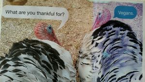 Interior Wall Decoration at Veggie Momi in Albufeira