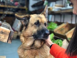 Kiara. The mascot.  at Rincón Natural in Montevideo