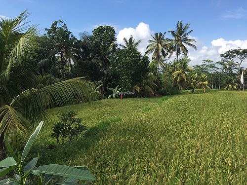 View from the pool: rice field at Ubud Sari Health Resort in Ubud