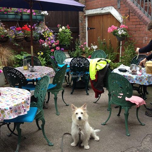 Courtyard and dog  at Nutters in Hereford
