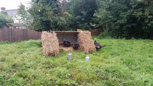 Turkeys 1st time we saw them they move their heads like chickens.  at Dean Farm Trust in Shirenewton