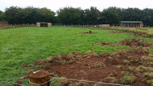 Wow so much space for the animals at Dean Farm Trust in Shirenewton