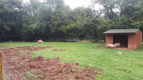 Pig race at Dean Farm Trust in Shirenewton