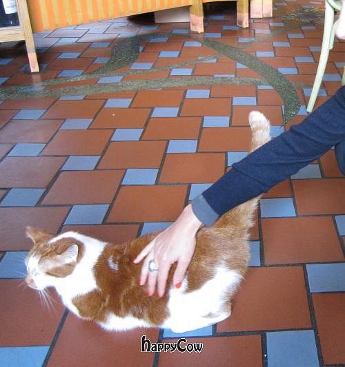 Friendly restaurant resident. at Bolhoed in Amsterdam