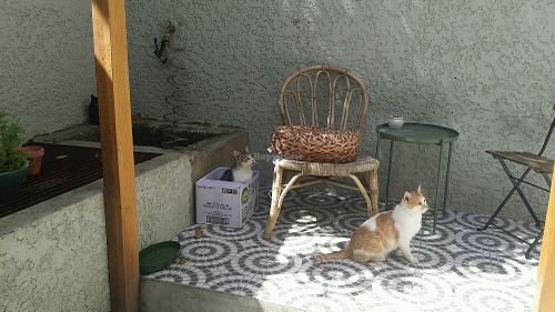 Cats :) at O Porto dos Gatos in Porto