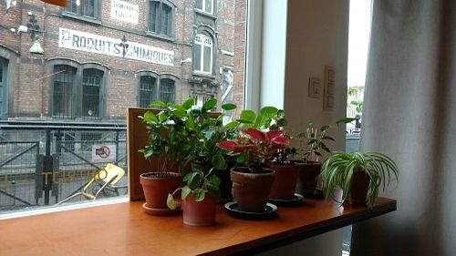 Plant corner at Barbiet in Ghent