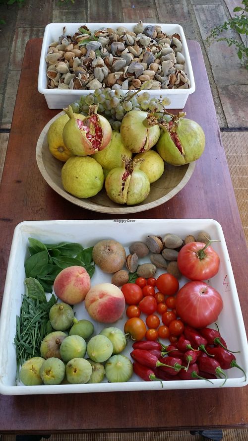 Garden Harvest at Shangrila Hilltop Retreat in Loule