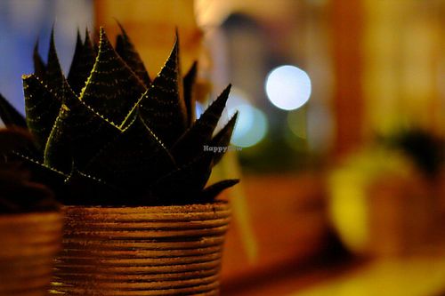 Interior  at Glow in Belgrade