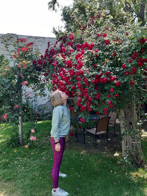 Roses in the garden at Watson's Veggie Garden in Visalia